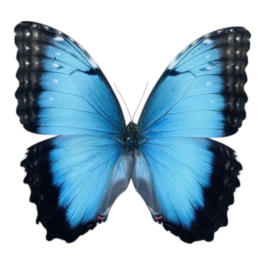 Morpho Peleides Hembra